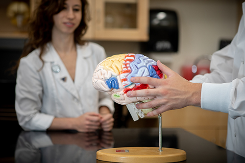 Two students are in the neuroscience lab at Weber State University. A female student is standing in the background and looking at a plastic model of a brain that another student is holding.